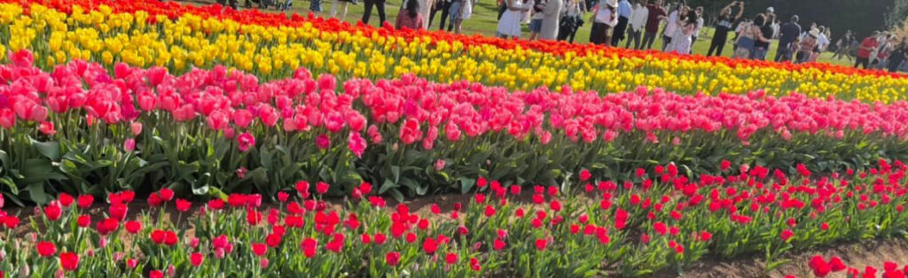 Tulip Festival in Melbourne